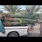 نخيل للبيع