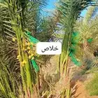 مشالله تبارك الرحمن يوجد فسائل نخيل طيبه مثمر_بجميع_انواعه_و