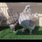 فحول كنوق لافندر