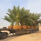 لدينا جميع انواع النخيل القصيم المثمرة