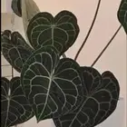 نبتة داخلية أنثوريوم كلارينرفيوم Anthurium Clarinervium