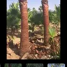 تشديب و تنظيف وترتيب شجر الواشنطن بجودة عاليه