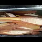 يوجد لدينا لقاح طازج سيوف وكراتين ناشف حق هذه السنه
