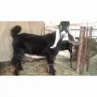 تيس عارضي فحل مشوط قريع
