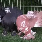 جوز كرنقو