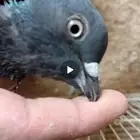 للبيع حمام باكستاني كالو تم البيع الله يبارك له
