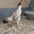 دجاجه شامو ياباني