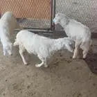 بهم تربيه