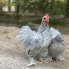 جوز كوشن لافندر مستوا فاخر
