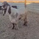 تيس عارضي أصفر