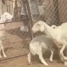 صفرا برصا تحتها رخل