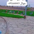 الحد خمس ميه