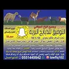 ذبايح طليان من البر حريات فاخره وسواكني