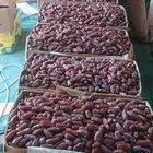 تمر مبروم العلاء إنتاج السنة 1447