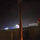 نخل للبيع عربي واشنطونيا جده مكه المكرمه الطايف