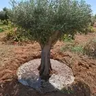 يوجد لدينا زيتون معمر مثمر جميع الأحجام ويوجد وسط ويوجد شتلا