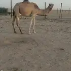 هجن لقيه طيبه.سلاله كفو