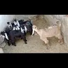 تيوس ذبايح للبيع