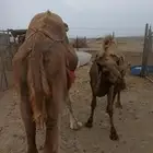 حمراء تحتها بكره