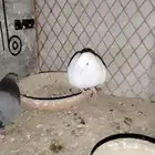 ( تم البيع زوج صنعاني)