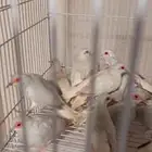 يمام ماسي فواتح