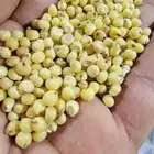 ذره صفرا ذهبيه حبه كبير يمني