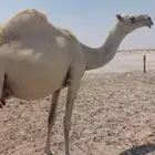 للبيع وضحا تحتها بكره