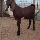 تيس مشروع فحل فاخر