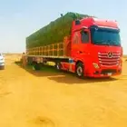 برسيم ورق عود نعام