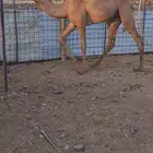 حشو سمان