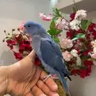 تم البيع  درة نادر لاهل النوادر