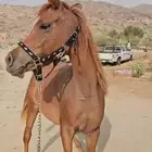 فرس شعبية شيخة