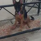 جرو انثى جيرماند شيبرد اصيلة
