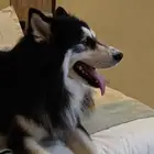هاسكي للبيع