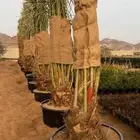 خل مجذر للبيع جميع الانواع متوفره حياته 100 100