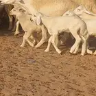 ضان حريه خلفات 12 تجتها12