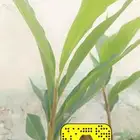 شتلات ببينو شتلات سبوت الشكلاته وهيل الهيل