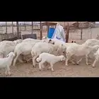 ضان حريه خلفات عددها 12