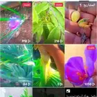 شتلات العود والصندل الكادي وعقل اغلب النوادر بالمنطقه