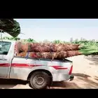 نخل القصيم المثمرة