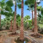 يوجد لدينا جميع أنواع النخيل الوشنطني والعربي