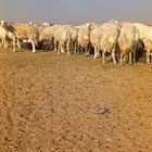 ضاو صنف