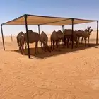 مضلات ابل
