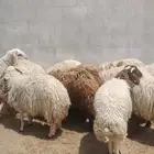 ذبايح نعيمي للبيع