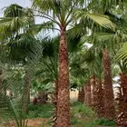 نخل واشنطن زينه درجه اولى ابو مروحه