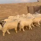 للبيع طليان حريه سمان . يوجد ذبح وتوصيل