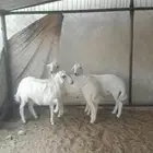 خرفان ذبايح