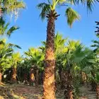 يوجد لدينا جميع أنواع النخيل الوشنطني والعربي