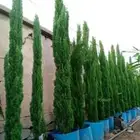 سرو ايطالي