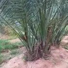 فروخ فسايل نخيل